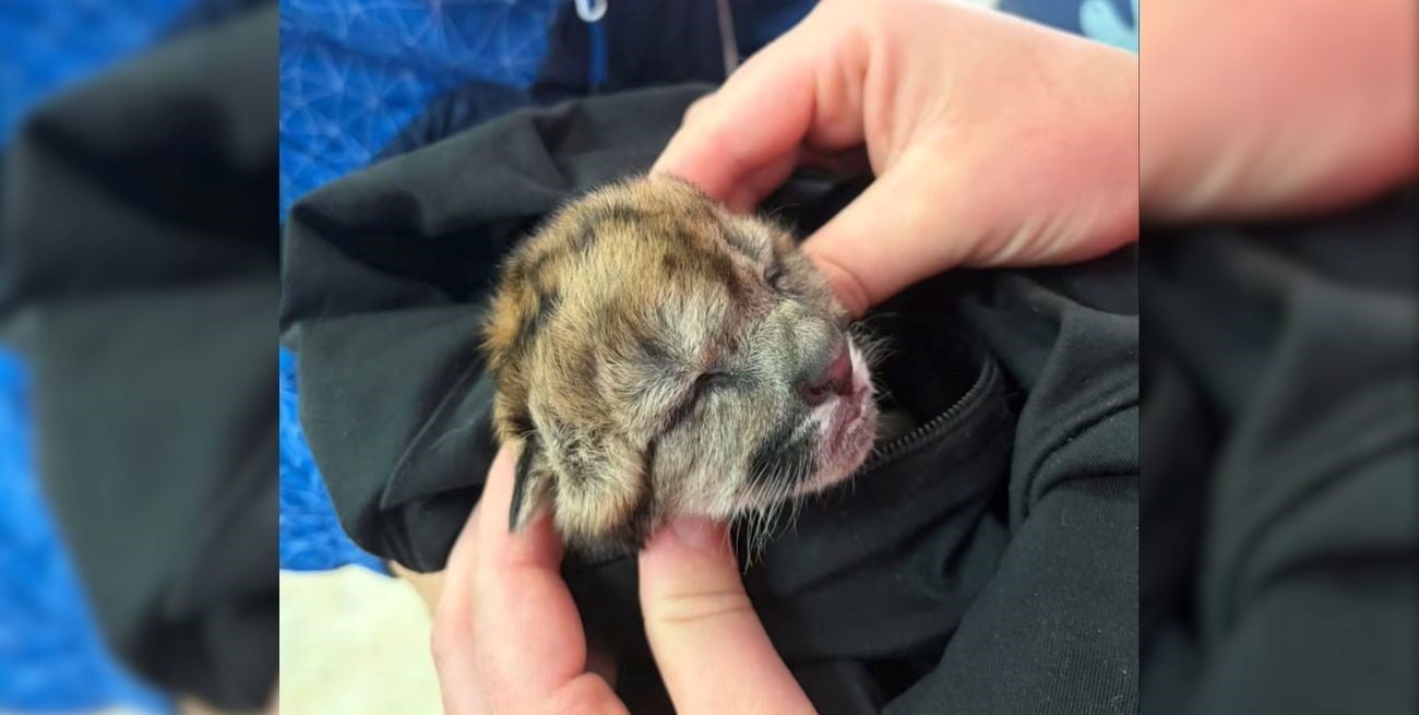 Dolor en el Nahuel Huapi: atropellaron a una puma embarazada y un solo cachorro logró sobrevivir