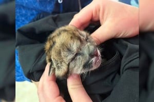 La noticia, que rápidamente se viralizó en redes sociales, despertó una ola de indignación.