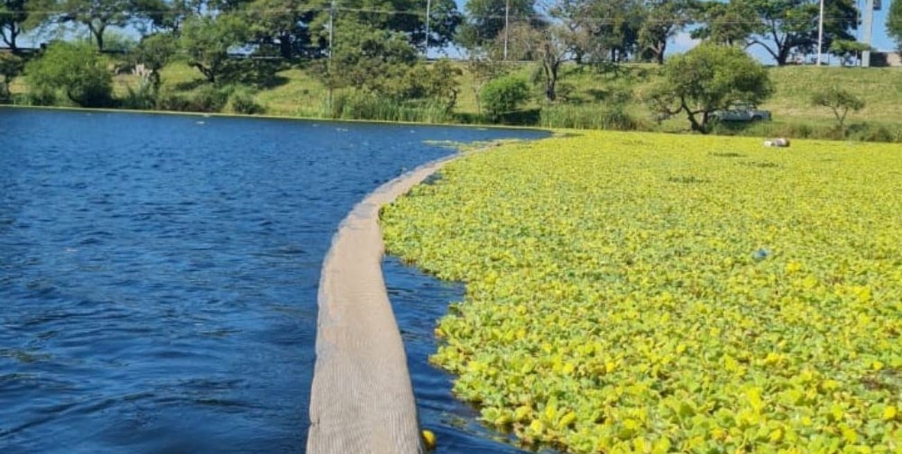 Con una malla contienen el avance de los repollitos del lago del Parque Sur