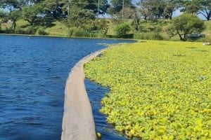Se busca un mejor control en el desplazamiento de la vegetación acuática 