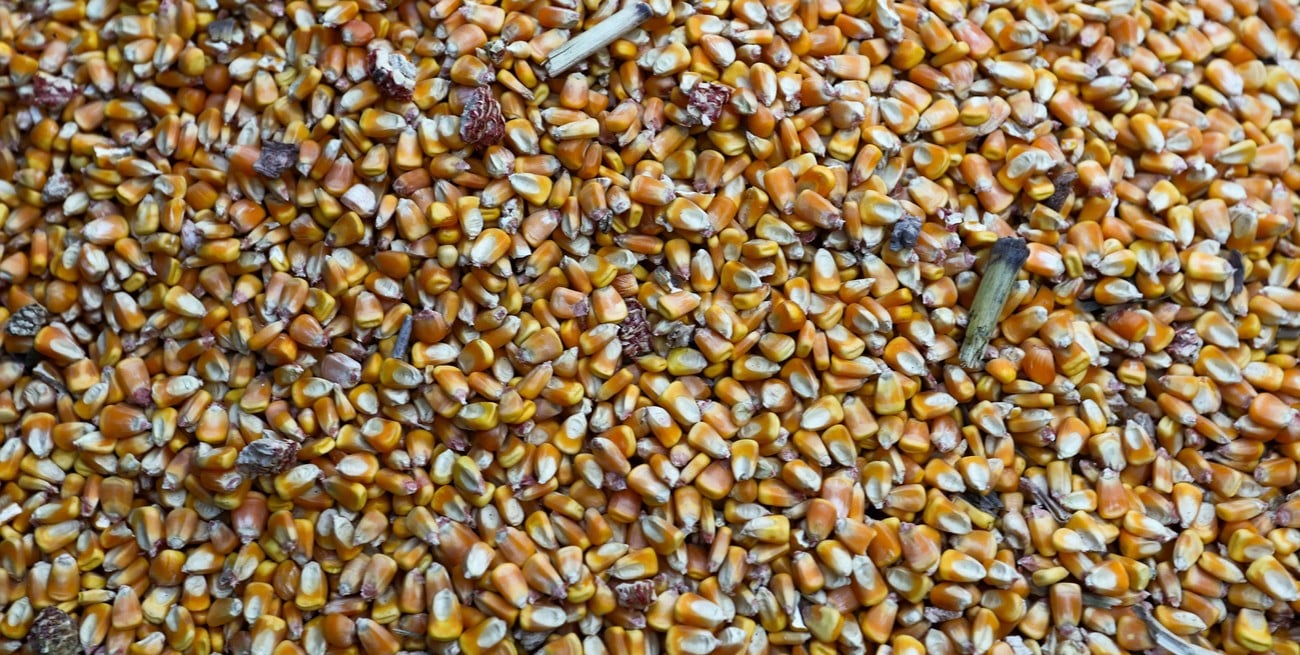 Récord histórico: las exportaciones de maíz argentino marcaron un hito en marzo