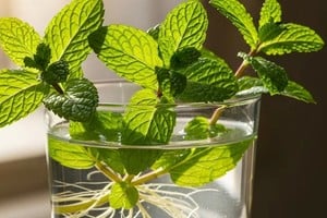 Un simple frasco de vidrio con agua es suficiente.