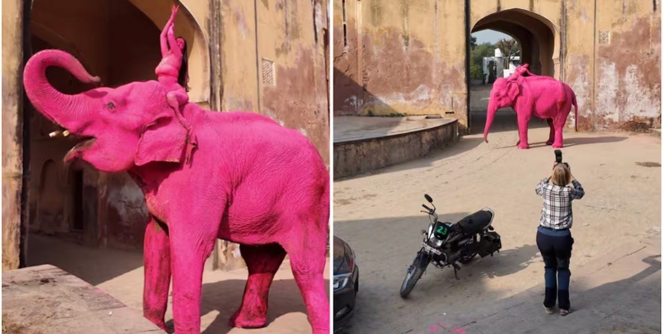 Conmoción en India por la muerte de Chanchal, la elefanta que había sido pintada de rosa en una sesión artística