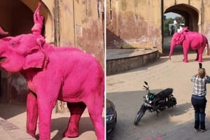 Hasta ahora, los reportes citados por medios locales atribuyen la muerte de la elefanta a causas naturales vinculadas a su edad.