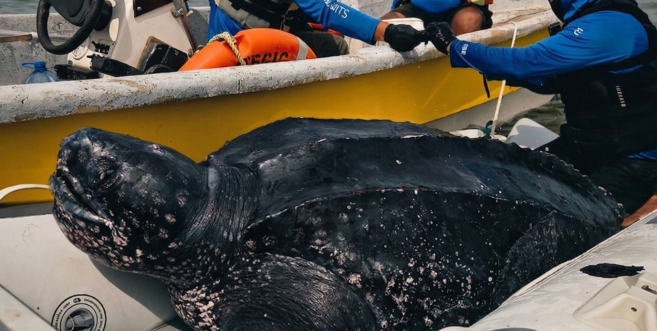 Por primera vez se rastrean satelitalmente machos de tortuga laúd en el Mar Argentino
