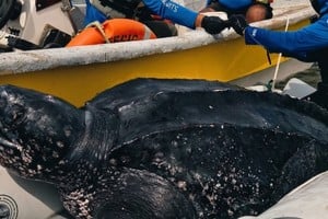 Por primera vez se rastrean satelitalmente machos de tortuga laúd en el Mar Argentino.