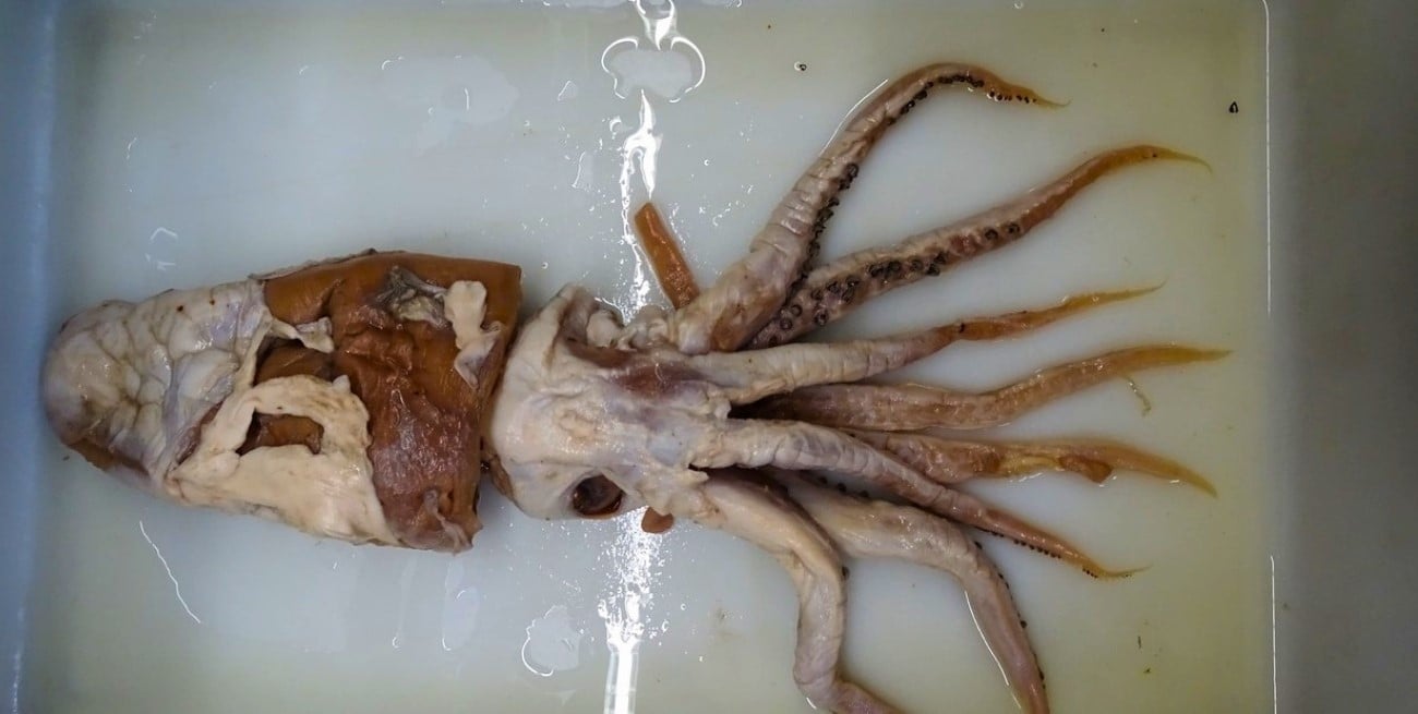 Calamar de Poseidón: científicos descubren una nueva especie oculta durante 70 años