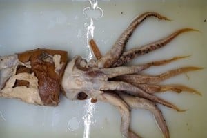El estudio morfológico de un calamar en Barcelona permitió identificar una nueva especie y familia, resaltando la diversidad oculta en las profundidades oceánicas.