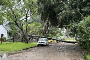 Caída de árboles y ramas en distintas zonas urbanas