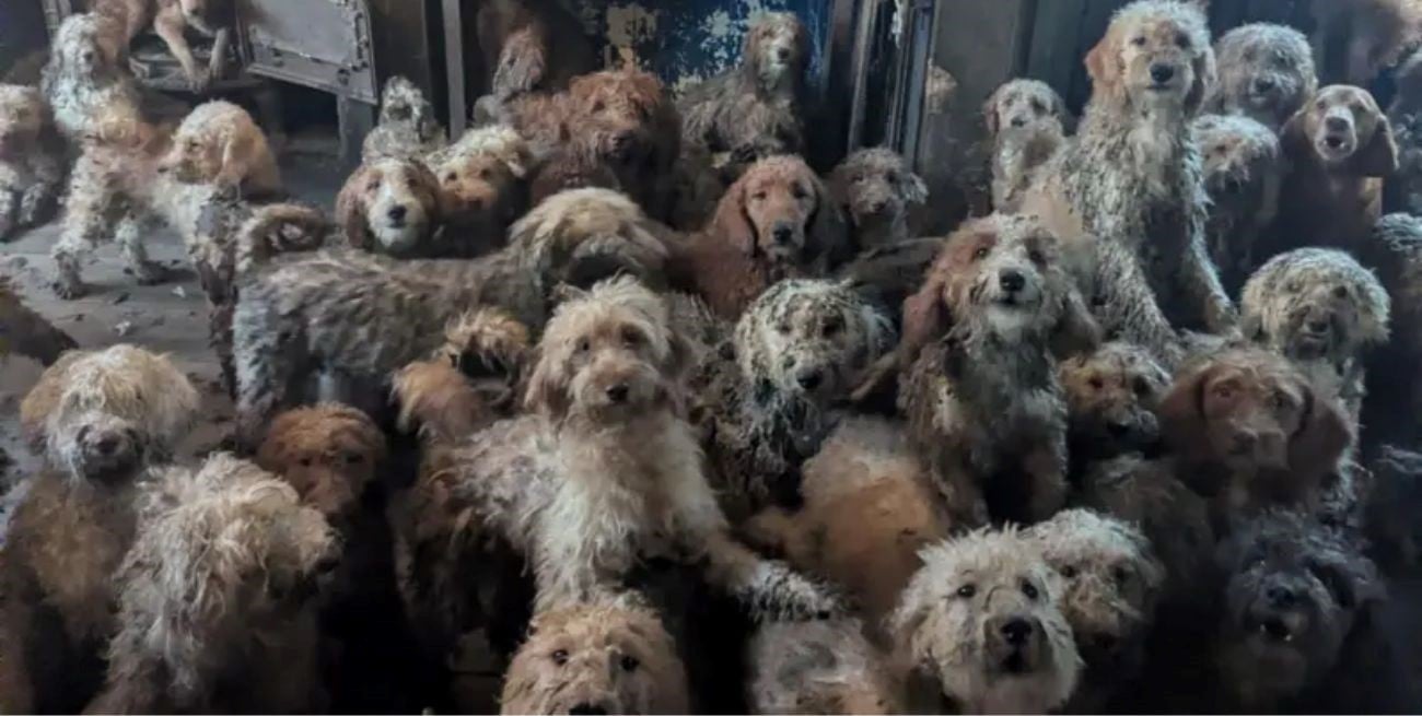 Horror en Inglaterra: rescatan a 250 caniches que vivían hacinados en una sola habitación