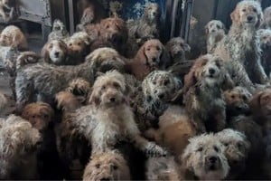 La RSPCA emitió un comunicado urgente confirmando que lo que se veía era real: una masa compacta de animales asustados, con el pelaje totalmente enredado y sufriendo los efectos de la falta de espacio y aire.