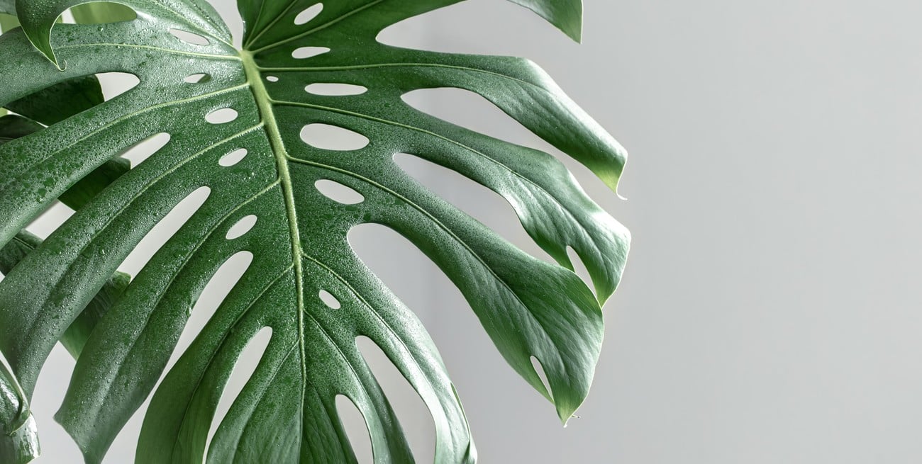 Monstera deliciosa: cuidados y secretos de la planta tendencia en decoración