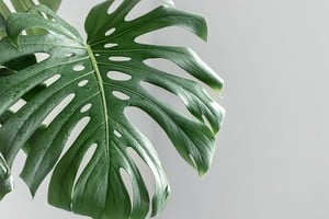 Monstera deliciosa.