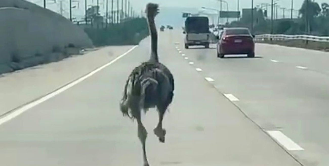 Un avestruz escapó y sembró el caos en una autopista de Tailandia