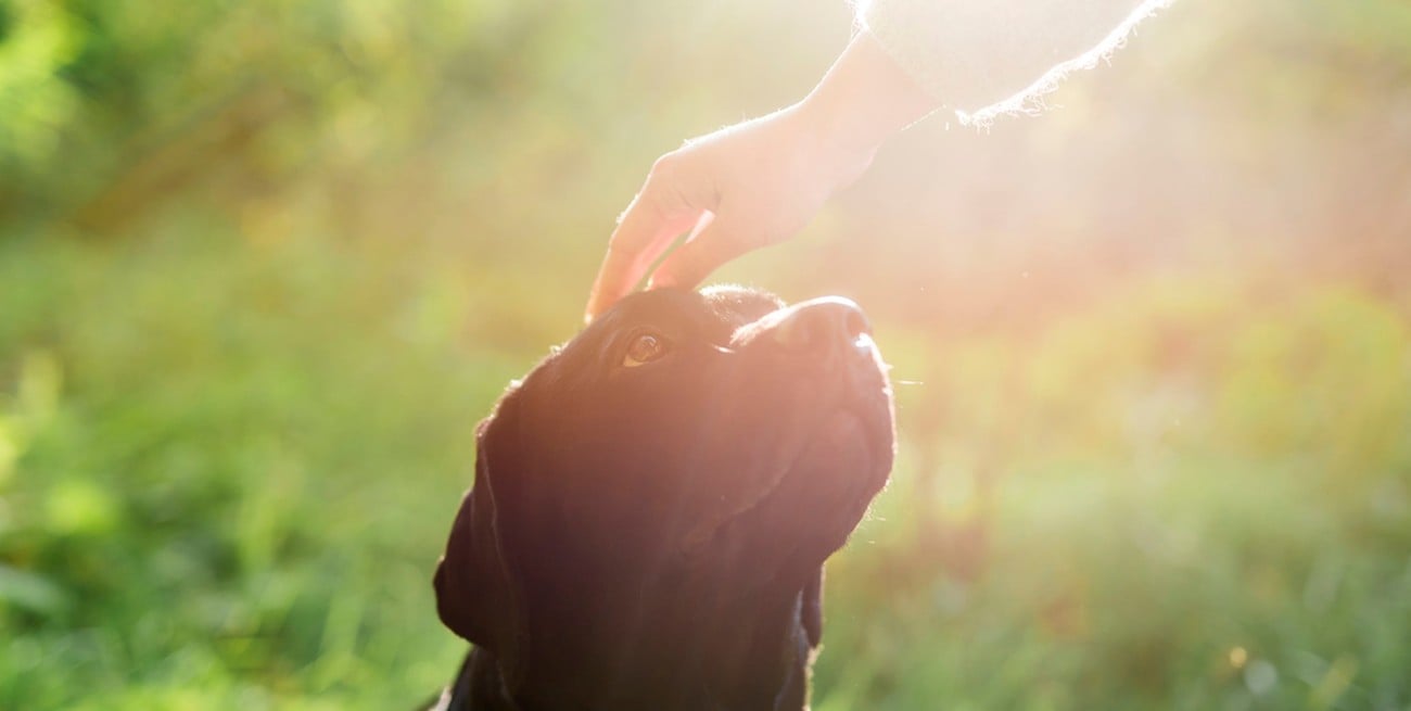 El inédito pedido de un vecino de Santa Fe puso en agenda qué hacer con las mascotas muertas