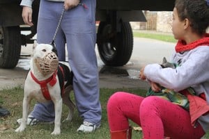 Cuidados necesarios para perros peligrosos cuando están junto a personas, sobre todo, niños y niñas. Archivo.