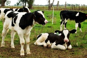 Los analistas del sector coinciden en que estamos ante la zafra más lenta de los últimos 10 años.