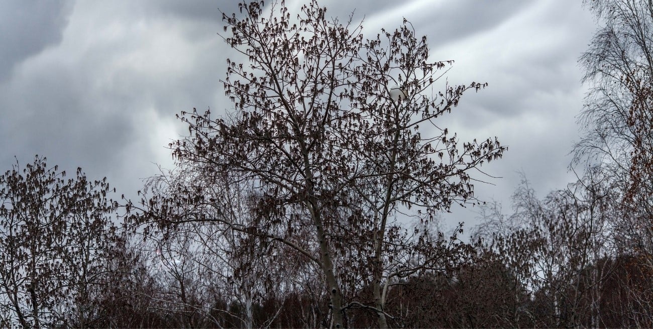 Alerta amarilla por vientos este viernes: qué provincias están afectadas y qué se espera