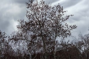 El aviso fue difundido por el Servicio Meteorológico Nacional (SMN)