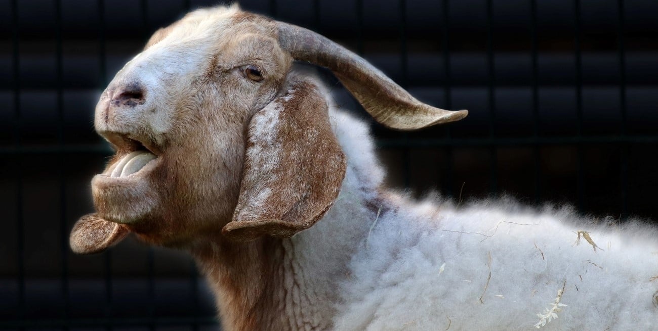 Detectan por primera vez en Argentina brotes de scrapie, una enfermedad mortal en ovinos