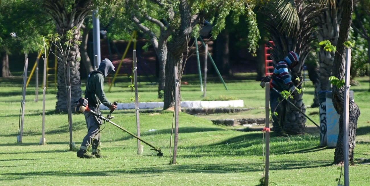 Árboles en riesgo: el desmalezamiento sin control deja huellas irreversibles en los espacios verdes de Santa Fe