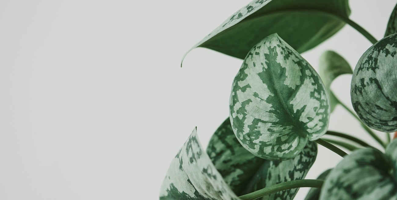 Peperomia: la planta versátil que conquista los interiores modernos