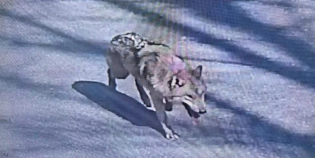 Megaoperativo en Corea del Sur: buscan a un lobo que se escapó del zoológico