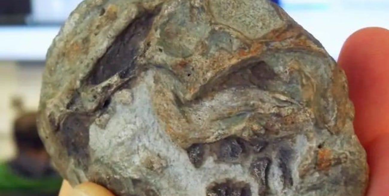 El fósil de un embrión confirma que los mamíferos ponían huevos