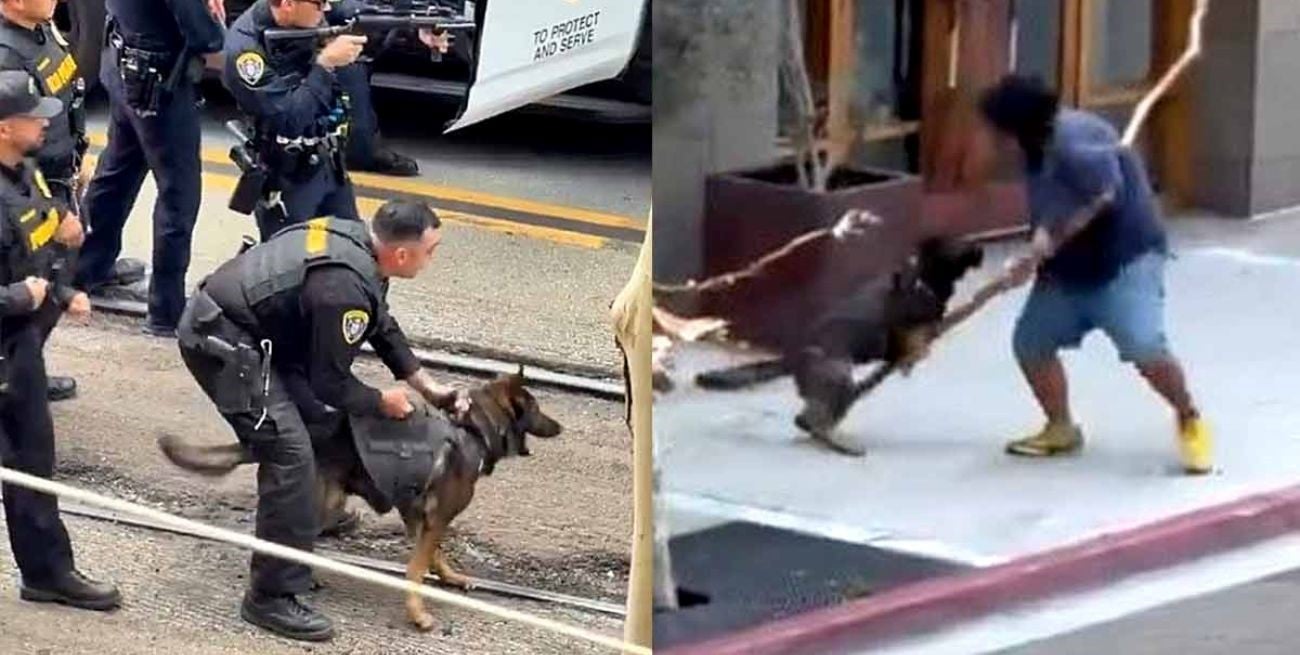 California: un perro policía neutralizó a un hombre tras un violento ataque en un estacionamiento 