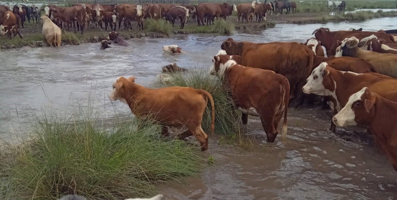 Panorama alarmante en el norte santafesino: reclaman la emergencia hídrica y agropecuaria