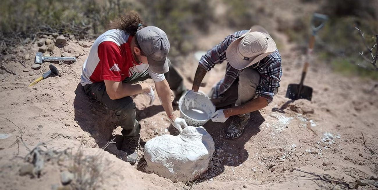 Hallazgo clave en la Patagonia: descubren fósiles de un cocodrilo terrestre de 85 millones de años