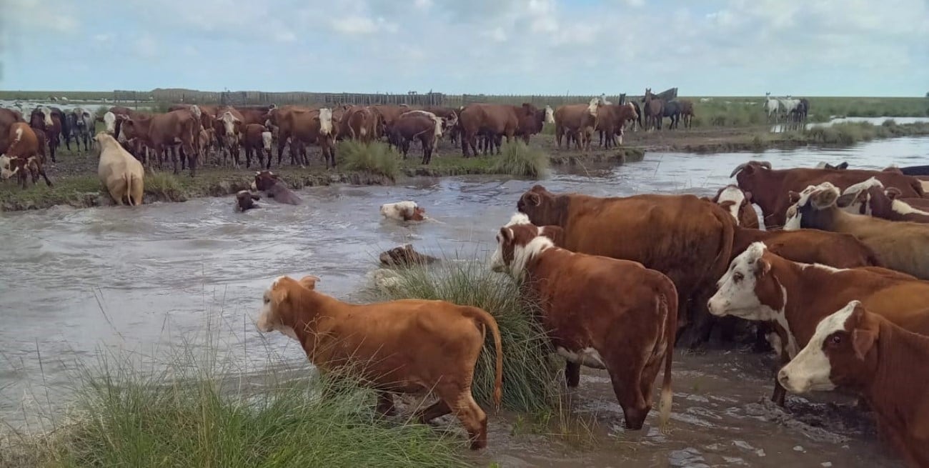 Norte de Santa Fe: advierten que hay 700.000 cabezas de ganado en riesgo por el temporal