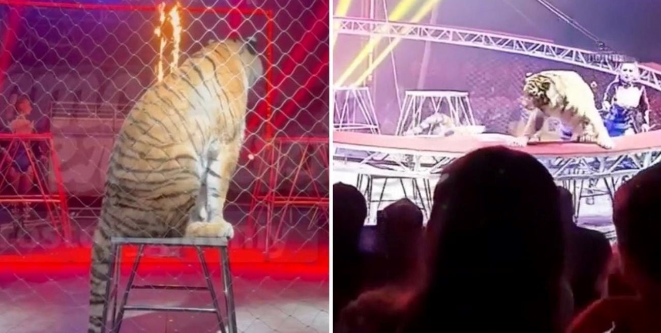 Momentos de terror: un tigre saltó hacia el público en pleno show en un circo de Rusia