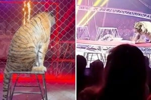 Un show terminó en tensión total cuando un tigre fue hacia el público.