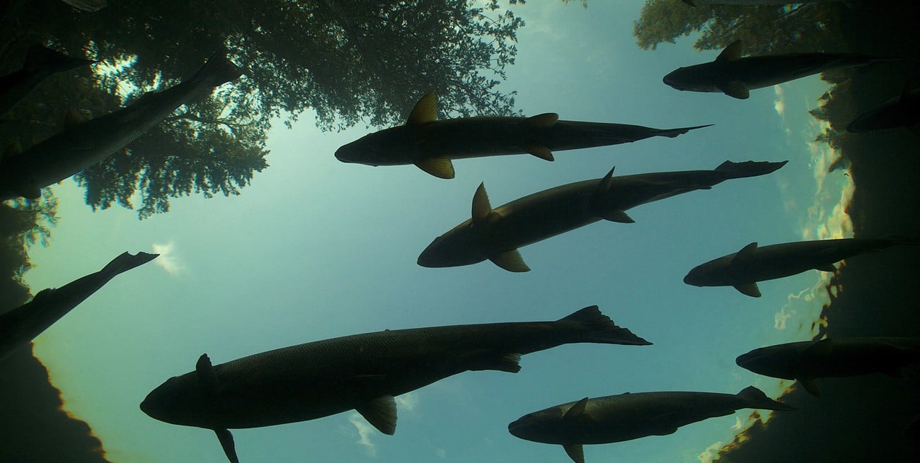 Advierten que la presencia de cocaína en el agua altera el comportamiento del salmón salvaje