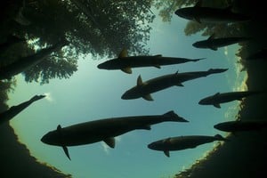 El estudio se realizó con 105 salmones del Atlántico juveniles.