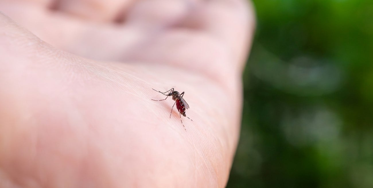 Chikungunya: baja circulación en Santa Fe frente a un brote en expansión en el país