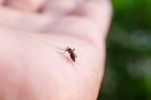 La provincia de Santa Fe atraviesa una temporada con muy baja circulación de fiebre chikungunya