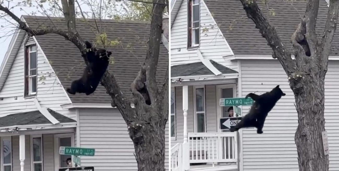 Video: un oso trepado a un árbol alteró a todo un barrio y el rescate fue viral