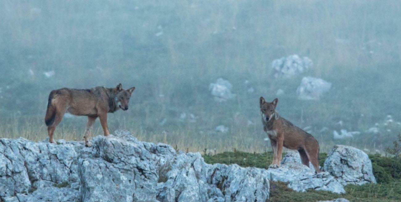 Italia: investigan la muerte de 18 lobos en un parque nacional 