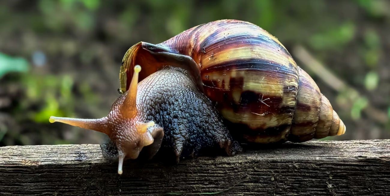 Confirman la presencia del peligroso caracol gigante africano en la Argentina
