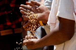 Imagen ilustrativa. Un comprador comprueba la calidad del trigo antes de la subasta de la cosecha en un mercado mayorista de cereales en Mathura, India. Crédito: REUTERS/Priyanshu Singh