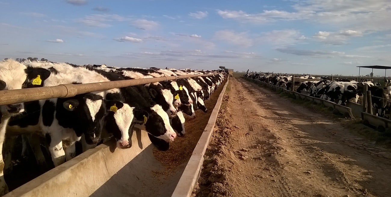 Humboldt será sede de una importante jornada ganadera del IPCVA