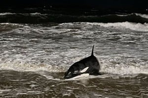 Una cría de orca sorprendió este domingo al quedar varada en la costa de Playa Mansa