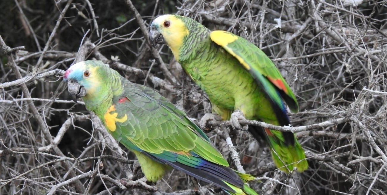 Aumentan los casos de psitacosis en Santa Fe: qué dicen los últimos datos oficiales