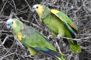 En lo que va de 2026 se notificaron 78 casos de psitacosis en la provincia.