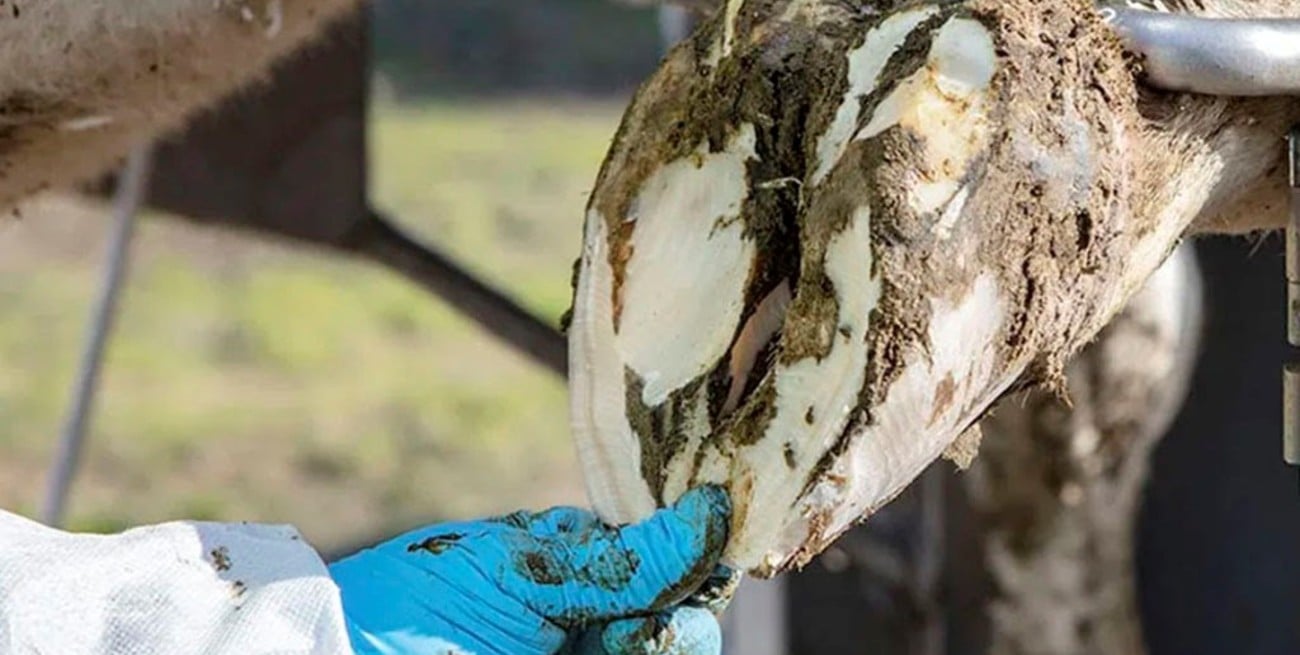 Podología bovina: el eslabón invisible que impacta en la producción lechera