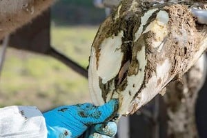 “Sin buenas patas no hay leche”: capacitación estratégica en TodoLáctea 2026