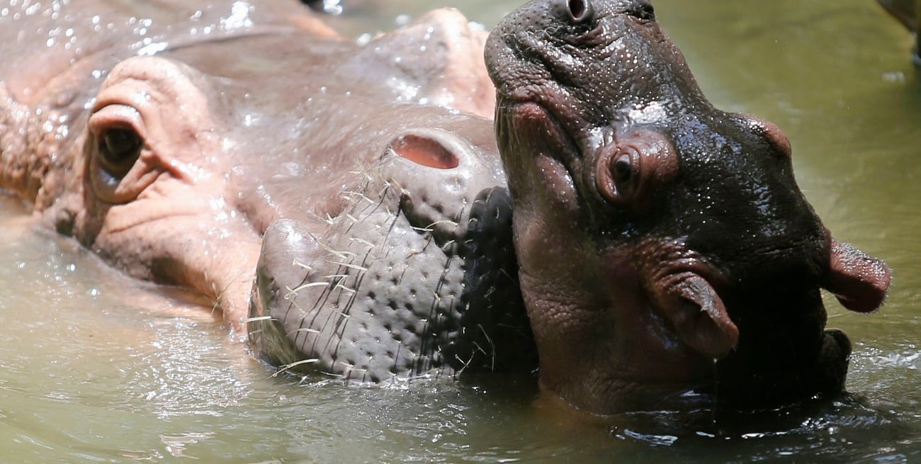 El hijo de un multimillonario indio se ofreció a salvar a los hipopótamos de Pablo Escobar