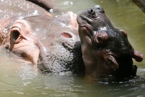 Los esfuerzos por contener el crecimiento de "los hipopótamos de la cocaína" fracasaron.